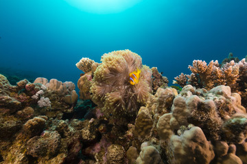 Fototapeta na wymiar Magnificent anemon i anemonefish w Morzu Czerwonym.