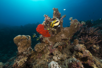 Fish and tropical reef in the Red Sea.