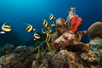 Bannerfish (heniochus intermedius) .