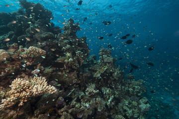 Plakat Ryby i tropikalne rafy w Morzu Czerwonym.