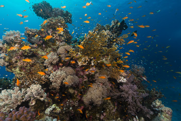 Naklejka na ściany i meble Ryby i tropikalne rafy w Morzu Czerwonym.
