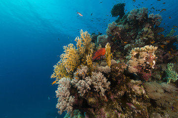 Fototapeta na wymiar Ryby i tropikalne rafy w Morzu Czerwonym.