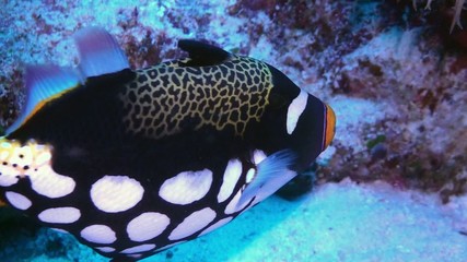 clown trigger fish