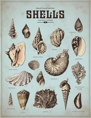 Stickers pour porte Poster vintage illustrations de la vie marine : coquillages (1)