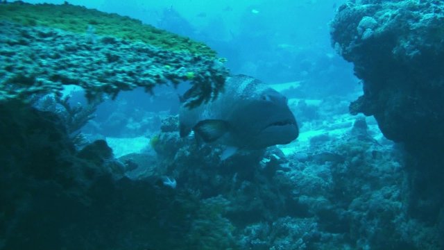 coral trout