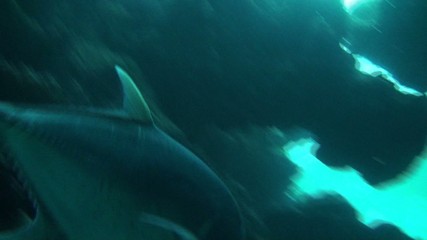 Giant Trevally close