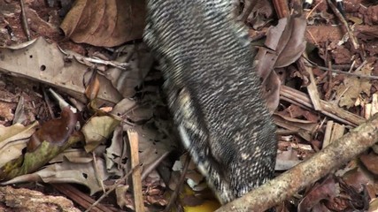 feeding goanna