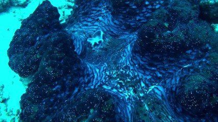 giant clam