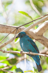 Deep color of female Asian Fairy-bluebird catch on the tree