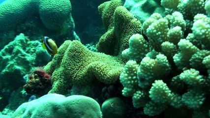 orange fin anemone fish