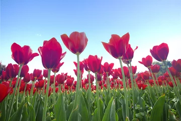 Tuinposter Tulp Spring tulips