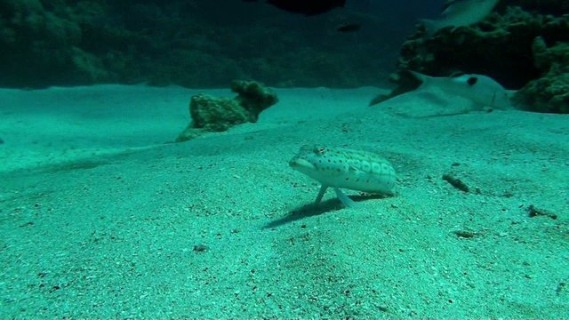 sand perch
