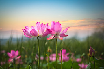 Lotusblume im Sonnenuntergang