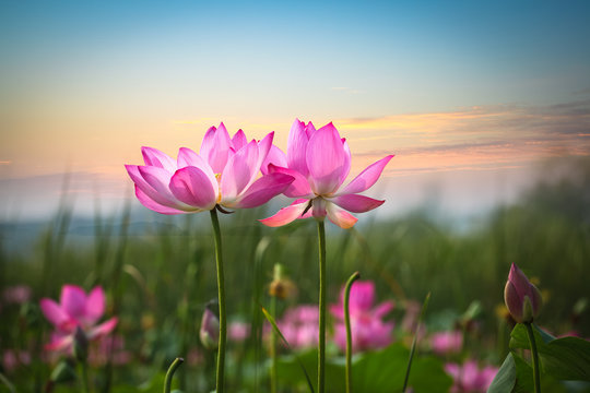Fototapeta lotus flower in sunset