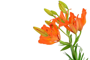 Close up Tiger Lily flower