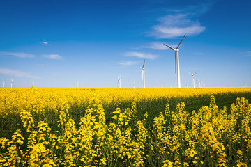 wind farm and rapeseed flower