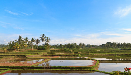 Fototapeta na wymiar beautiful rice fields of Bali at sunrise