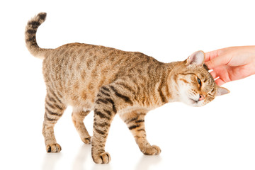 Hand of persons stroking a tabby cat