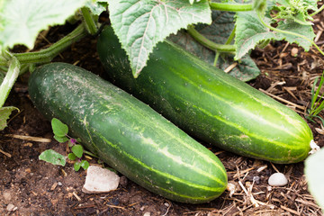 Two cucumbers