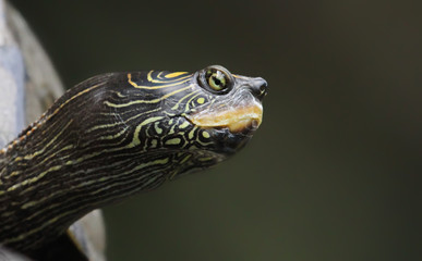 Portrait Schmuckschildkröte (Pseudemys concinna)