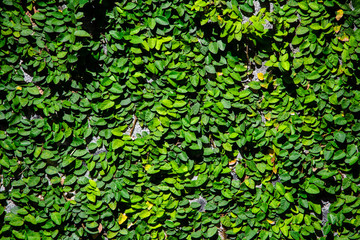 leaf green outdoor light natural