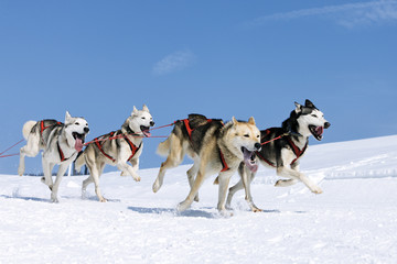 Fototapeta na wymiar Sportive psy na śniegu
