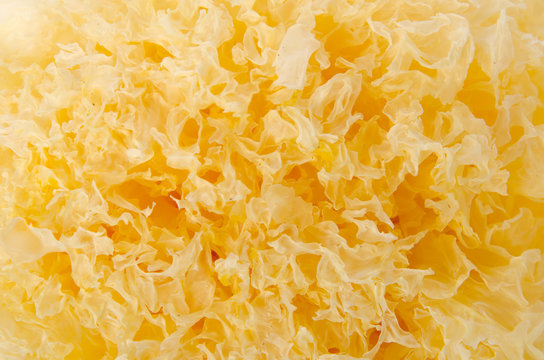 Tremella Fuciformis