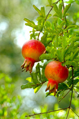 Granadas en el árbol
