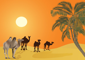 Fototapeta na wymiar camels in orange desert