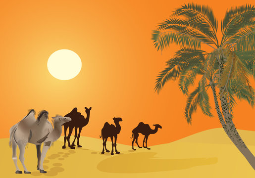 camels in orange desert