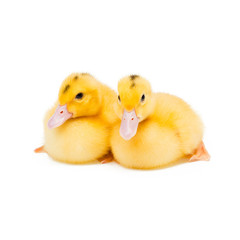 Two little ducks on white background