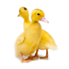 Two little ducks on white background