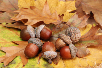 brown acorns on autumn leaves, close up © Africa Studio