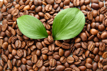 Coffee beans with leaves close-up