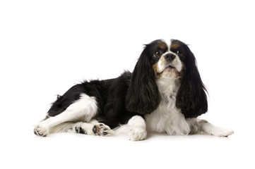 King Charles Spaniel Laid Isolated on a White Background