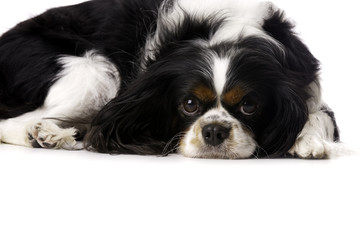King Charles Spaniel Curled Up Isolated on a White Background