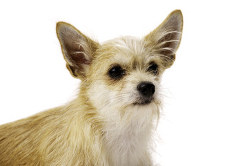 Chihuahua Dog Isolated on a White Background