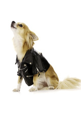 Chihuahua Wearing a Black Leather Jacket
