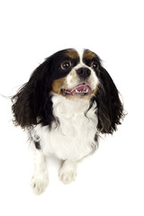 King Charles Speniel Looking up Isolated on a White Background