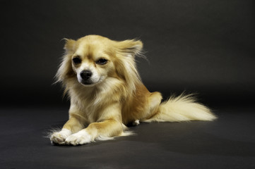 Chihuahua Laid on a Black Background