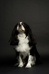 King Charles Spaniel Sat Looking Up on a Black Background