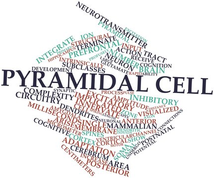 Word Cloud For Pyramidal Cell