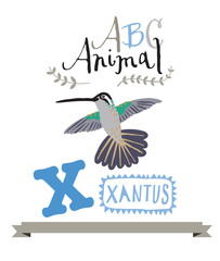 ABC animals: X is for xantus . Vector Graphics