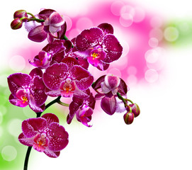 Fototapeta na wymiar Zamknij się kwiat orchidei