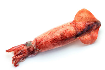 cuttlefish which I boiled