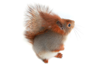 European grey  squirrel, on a white background