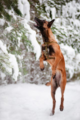 belgian shepherd malinois dog jumping up catching snow