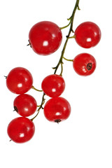a bunch of red currant, isolated on white