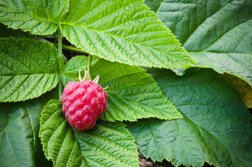 Berries of a raspberry on leaves, a close up