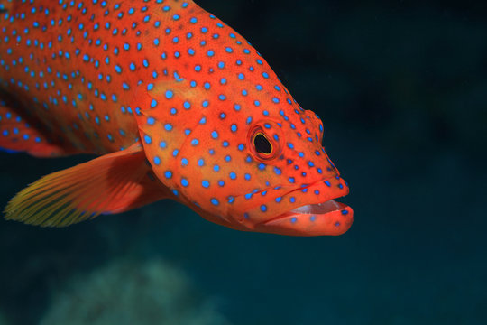 Juwelen-Zackenbarsch (Cephalopholis miniata)